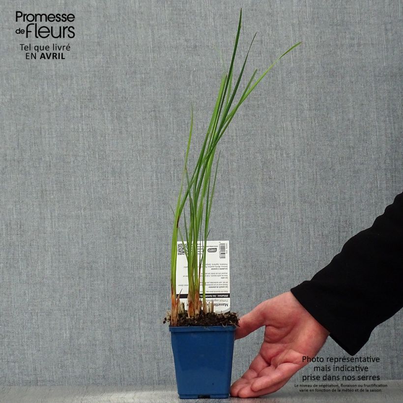 Typha angustifolia - Lisca a foglie strette Vasetto da 8/9 cm esemplare consegnato in primavera