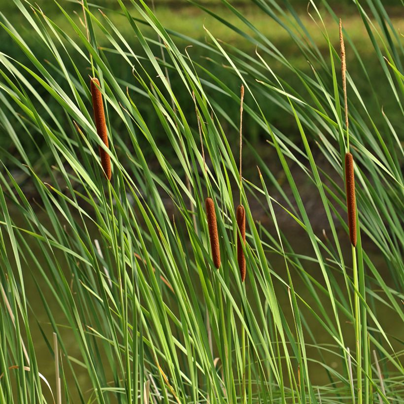 Typha angustifolia - Lisca a foglie strette (Fogliame)