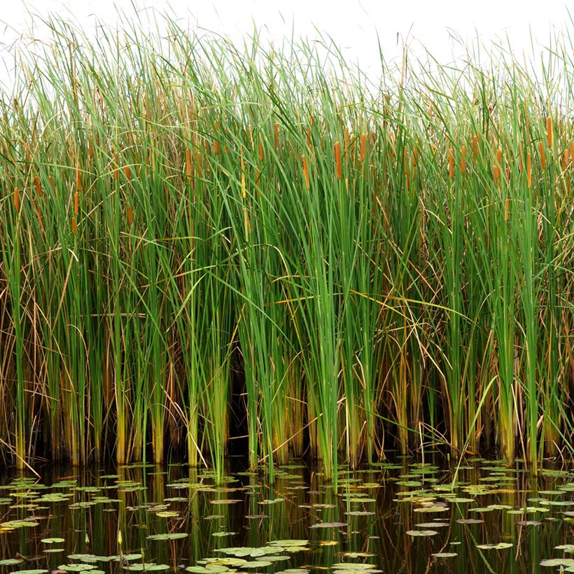 Typha angustifolia - Lisca a foglie strette (Porto)