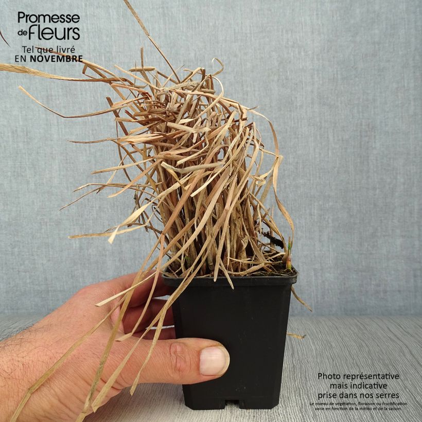 Esemplare di Typha latifolia - Lisca maggiore Vasetto da 8/9 cm come consegnato in autunno