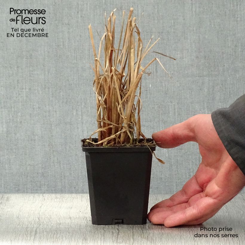 Typha latifolia - Lisca maggiore Vasetto da 8/9 cm esemplare consegnato in inverno