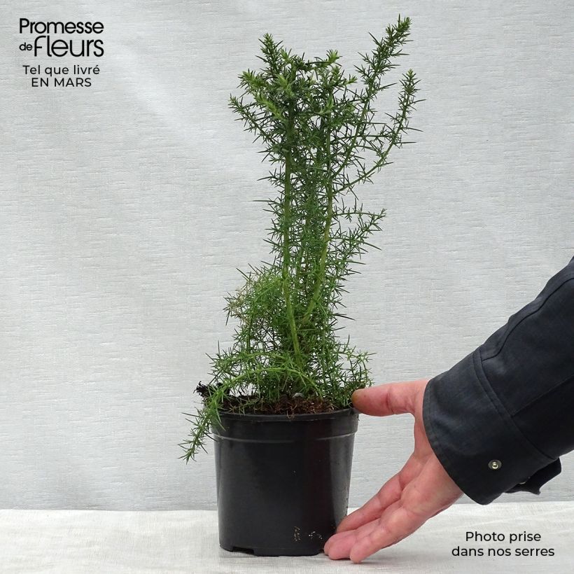 Ulex europaeus - Ginestrone Vaso da 1L/1,5L esemplare consegnato in primavera