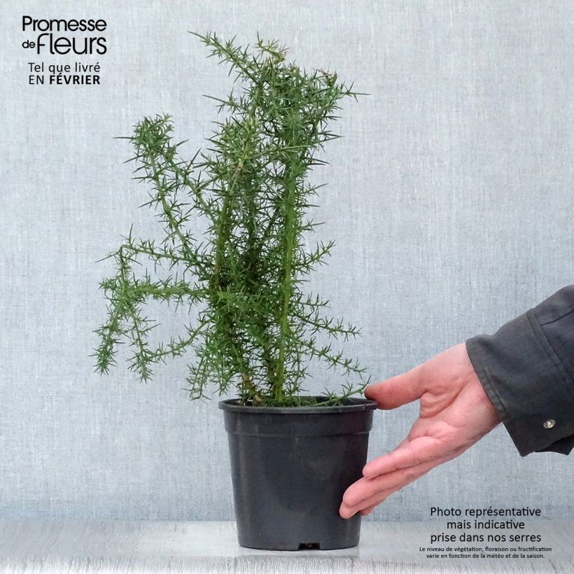 Ulex europaeus - Ginestrone Vaso da 1L/1,5L esemplare consegnato in inverno