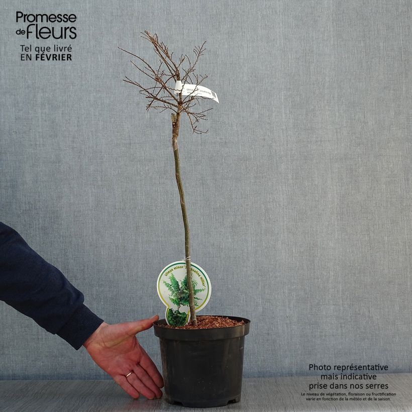 Ulmus hollandica Jacqueline Hillier - Olmo nano Vaso da 4L/5L esemplare consegnato in inverno