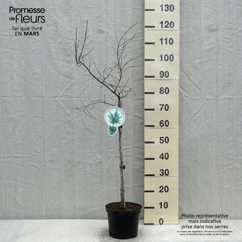 Ulmus hollandica Jacqueline Hillier - Olmo nano Vaso da 4L/5L esemplare consegnato in inverno