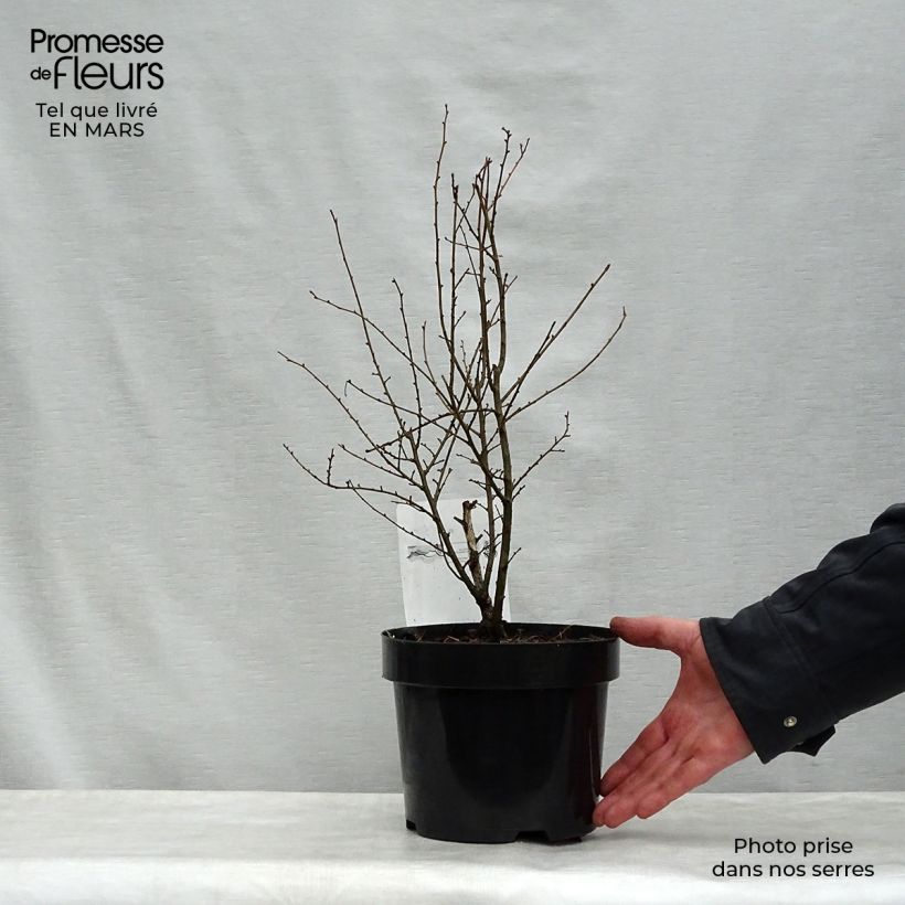 Ulmus hollandica Wredei - Olmo dorato Vaso da 3L/4L, Vaso impalcato medio esemplare consegnato in primavera