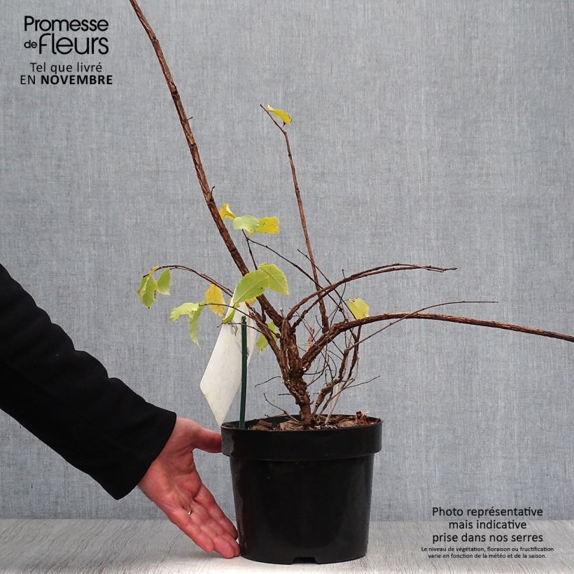 Esemplare di Ulmus minor suberosa - Olmo campestre Vaso da 3L/4L come consegnato in autunno