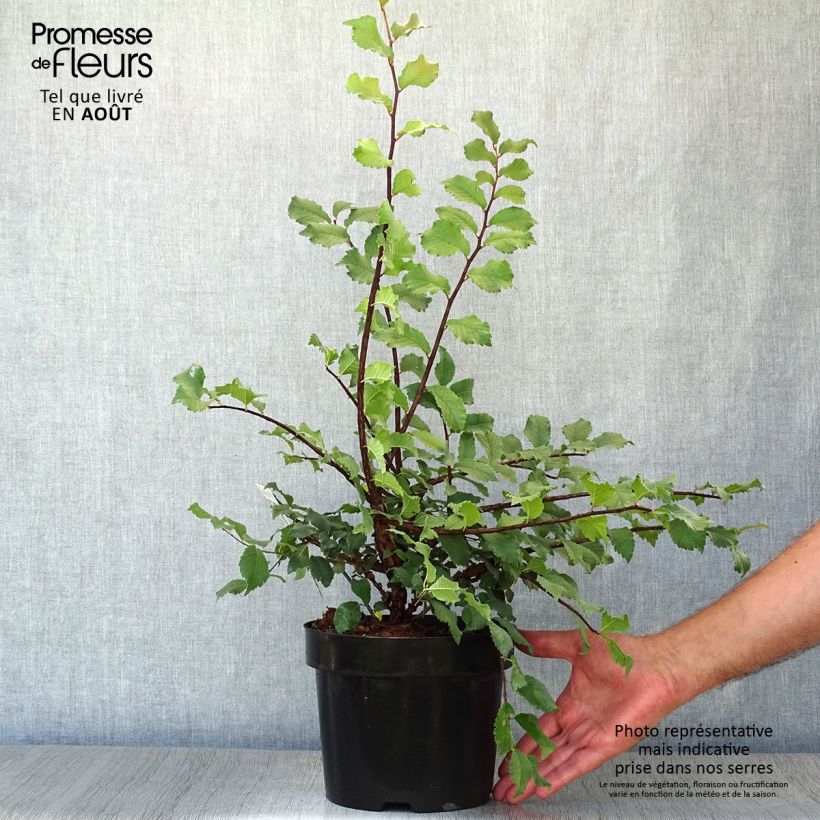 Esemplare di Ulmus minor suberosa - Olmo campestre Vaso da 3L/4L consegnato in estate