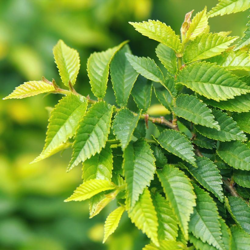 Ulmus pumila - Olmo siberiano (Fogliame)
