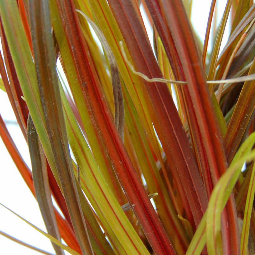 Uncinia rubra (Fogliame)