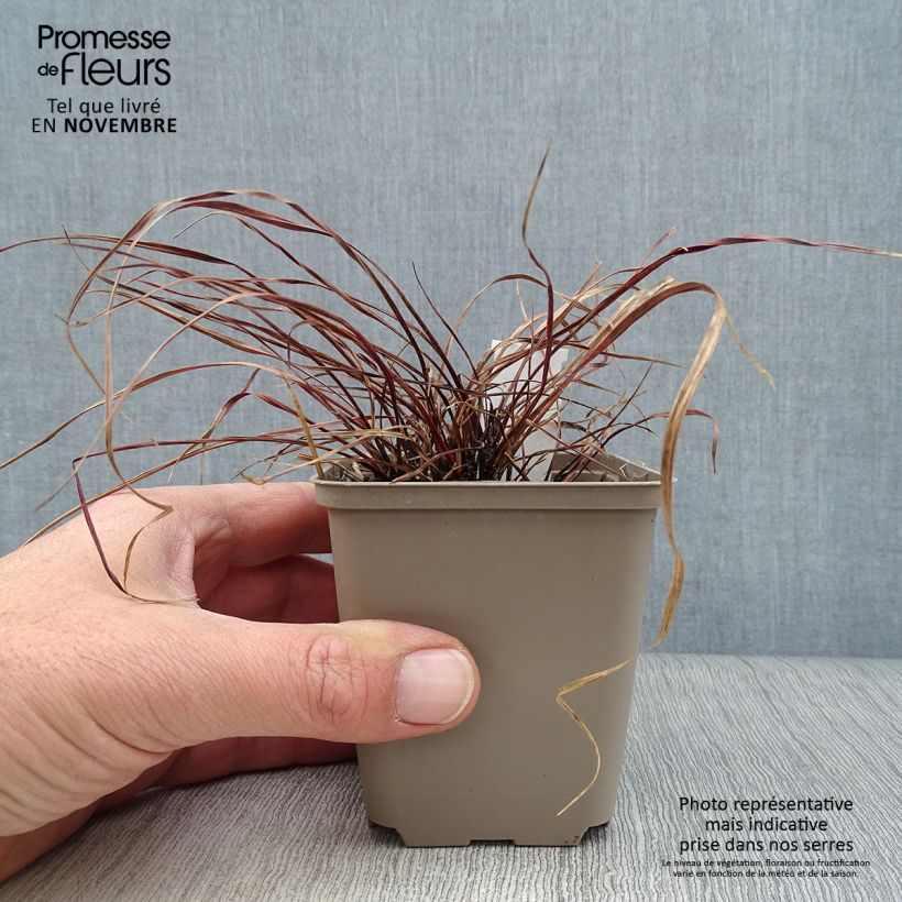 Esemplare di Uncinia rubra Everflame Vasetto da 8/9 cm come consegnato in autunno