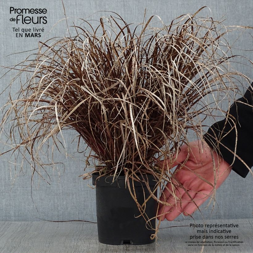 Uncinia rubra Vaso da 2L/3L esemplare consegnato in inverno