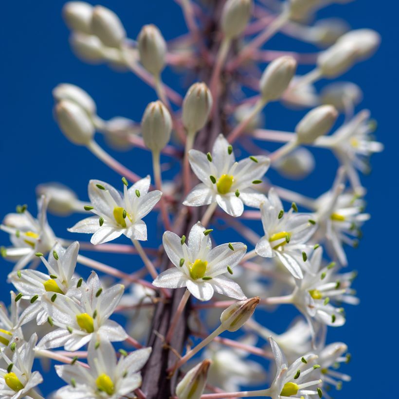 Urginea maritima - Scilla marittima (Fioritura)