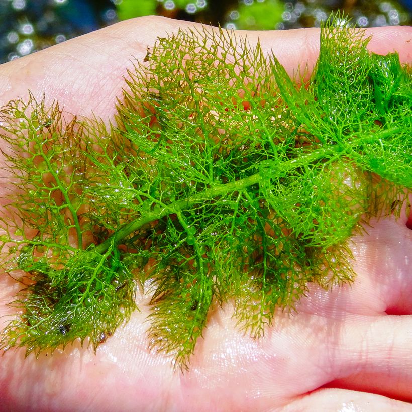 Utricularia vulgaris - Erba-vescica comune (Fogliame)