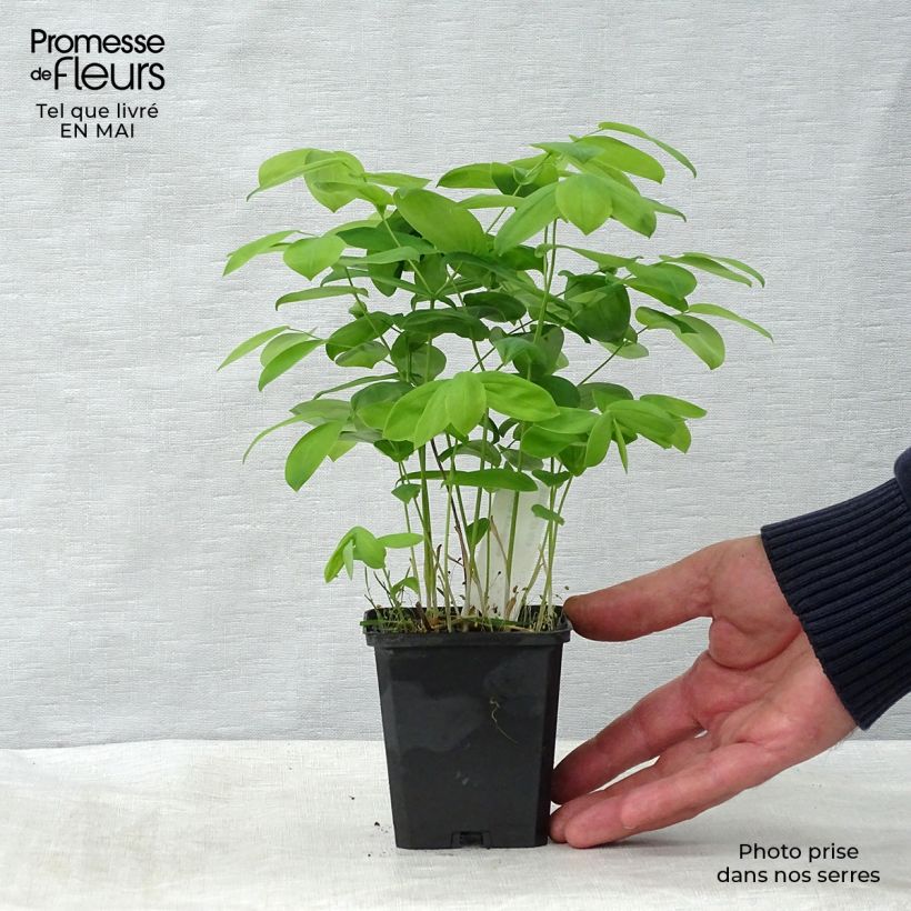 Uvularia grandiflora Vasetto da 8/9 cm esemplare consegnato in primavera