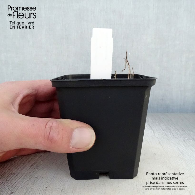 Uvularia grandiflora Vasetto da 8/9 cm esemplare consegnato in inverno