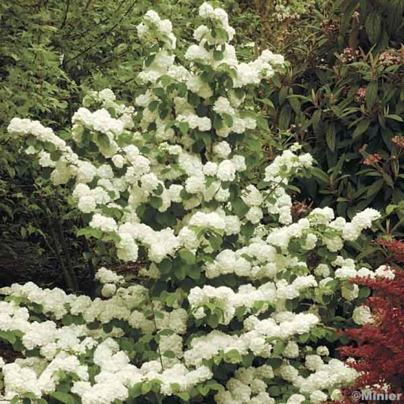 Viburnum plicatum Popcorn (Porto)