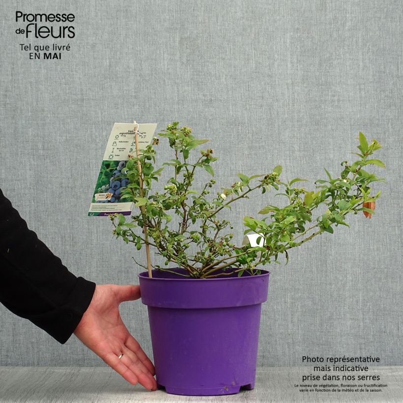 Vaccinium Tophat - Mirtillo nano Vaso da 4L/5L, A cespuglio esemplare consegnato in primavera