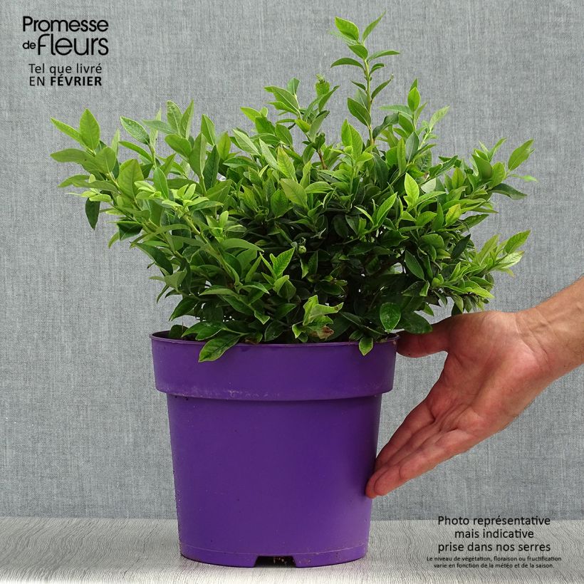 Esemplare di Vaccinium Tophat - Mirtillo nano Vaso da 4L/5L, A cespuglio come consegnato in autunno
