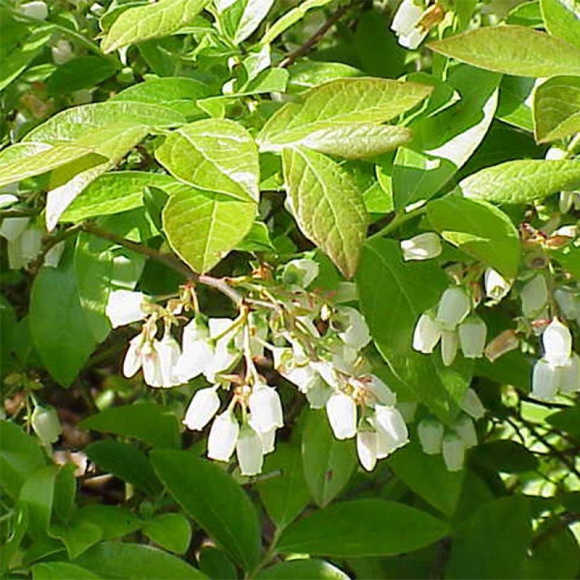 Mirtillo gigante americano - Chandler (Fioritura)