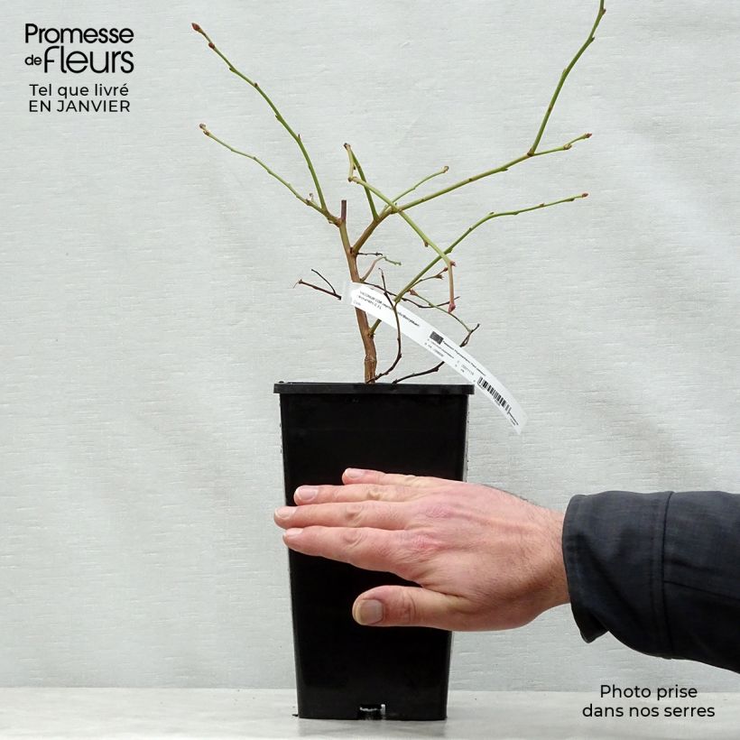 Mirtillo gigante americano - Yello!Berryblue 'Andval1601' Vaso da 2L/3L esemplare consegnato in inverno