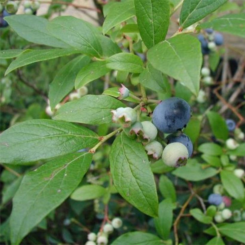 Mirtillo gigante americano - Blue Crop (Fogliame)