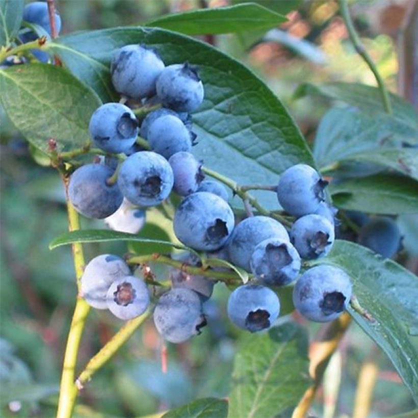 Mirtillo gigante americano - Blue Crop (Raccolta)