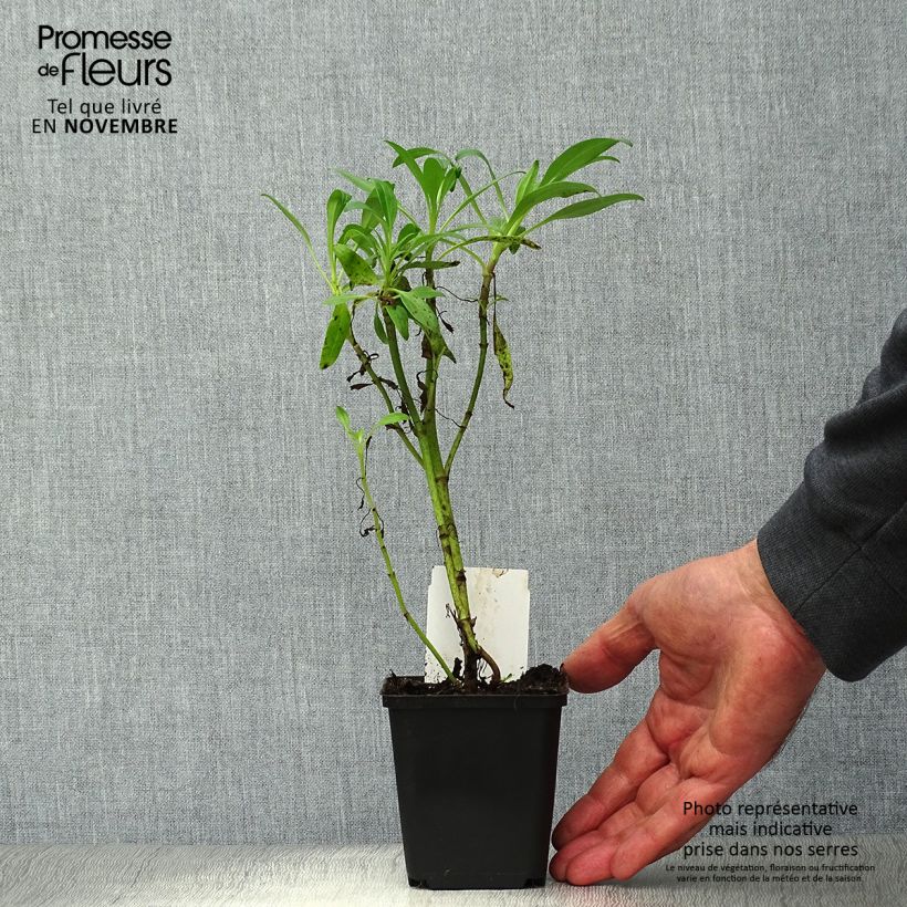 Esemplare di Centranthus ruber Albus - Valeriana bianca Vasetto da 8/9 cm come consegnato in autunno