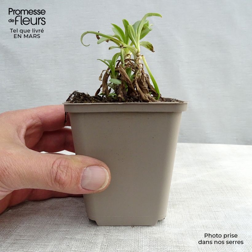 Centranthus ruber Albus - Valeriana bianca Vasetto da 8/9 cm esemplare consegnato in inverno