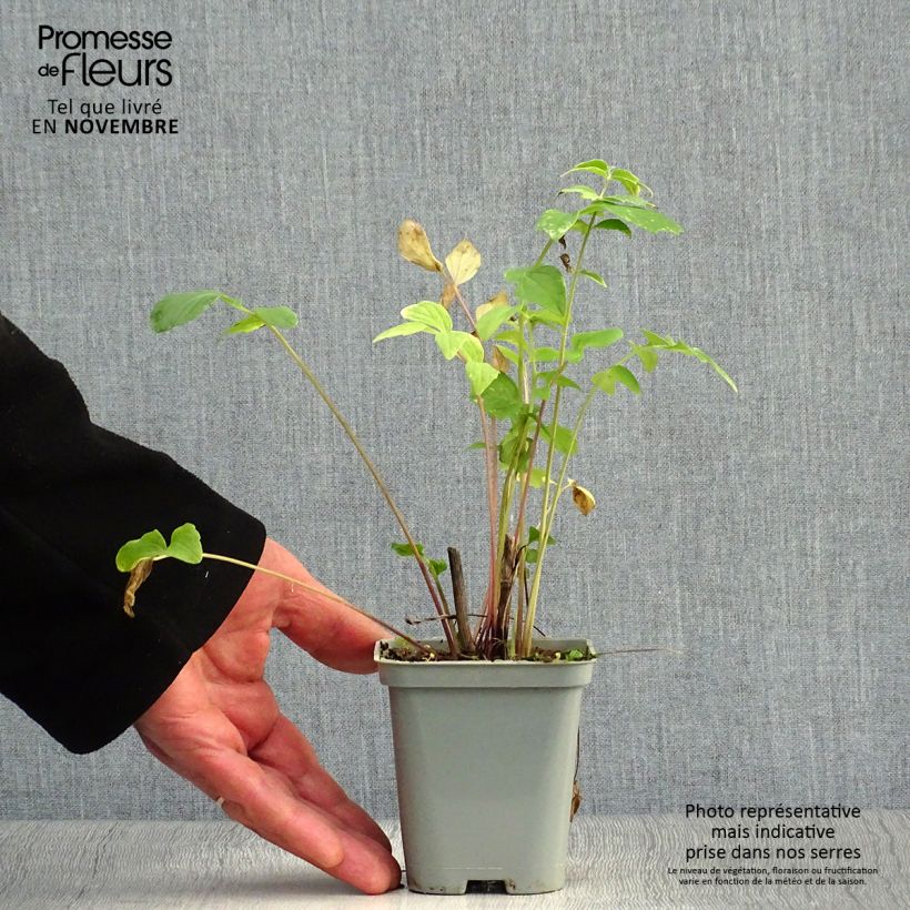Esemplare di Valeriana officinalis - Valeriana comune Vasetto da 8/9 cm come consegnato in autunno