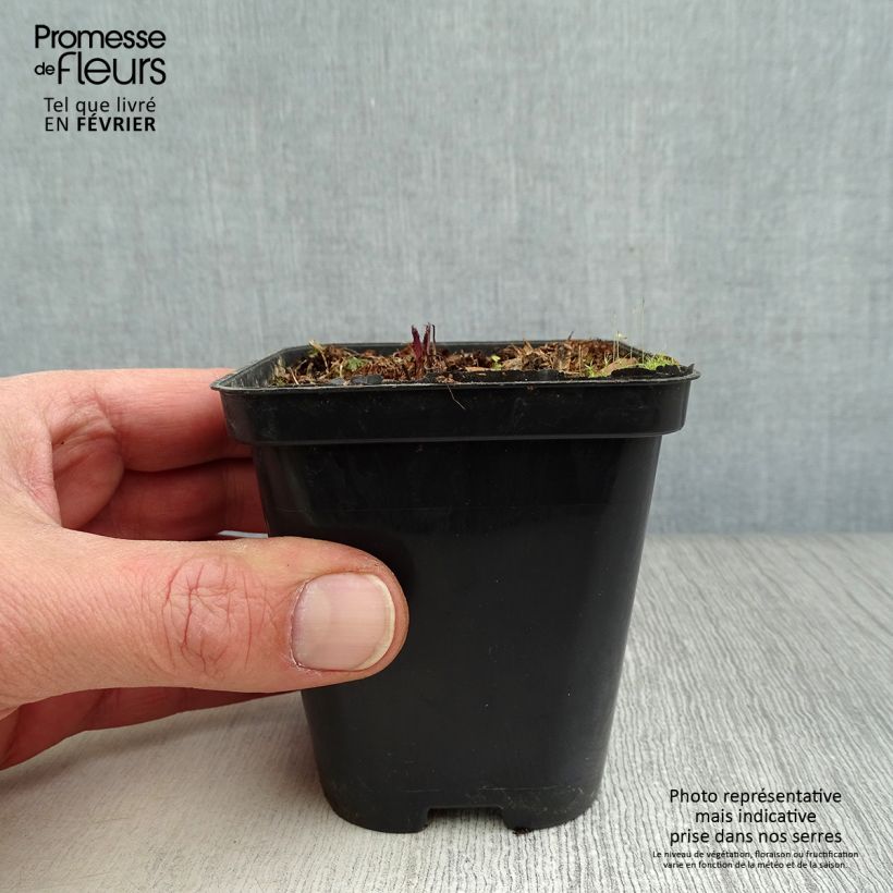 Valeriana officinalis - Valeriana comune Vasetto da 8/9 cm esemplare consegnato in inverno