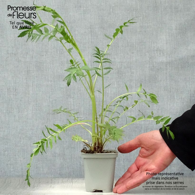 Valeriana officinalis - Valeriana comune Vasetto da 8/9 cm esemplare consegnato in primavera