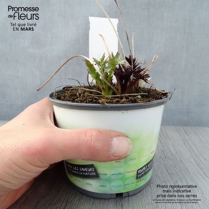 Valeriana officinalis - Valeriana comune Vaso da 2L/3L esemplare consegnato in primavera