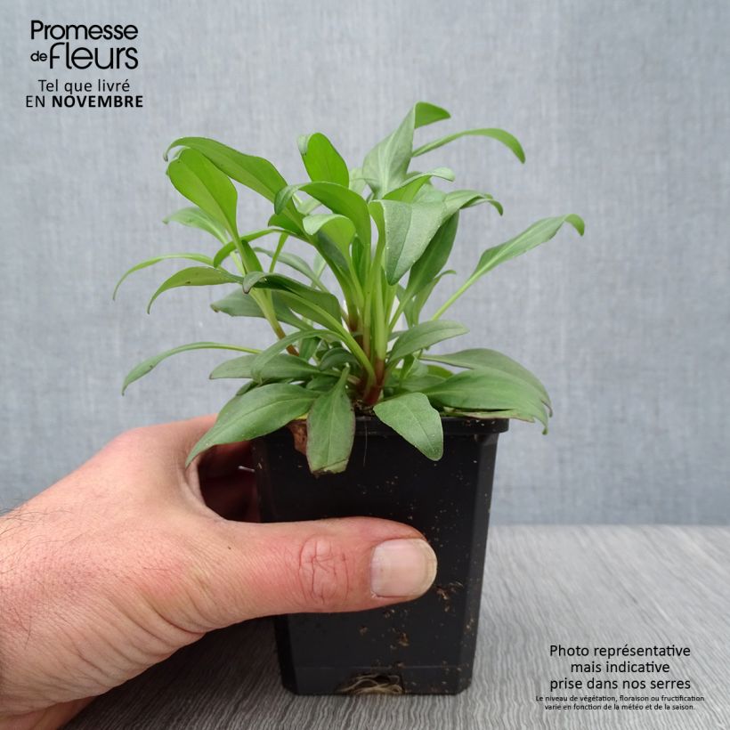 Esemplare di Centranthus ruber Coccineus - Valeriana rossa Vasetto da 8/9 cm come consegnato in autunno