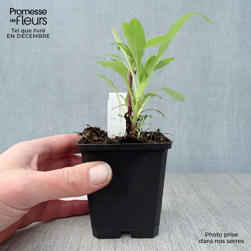 Centranthus ruber Coccineus - Valeriana rossa Vasetto da 8/9 cm esemplare consegnato in inverno