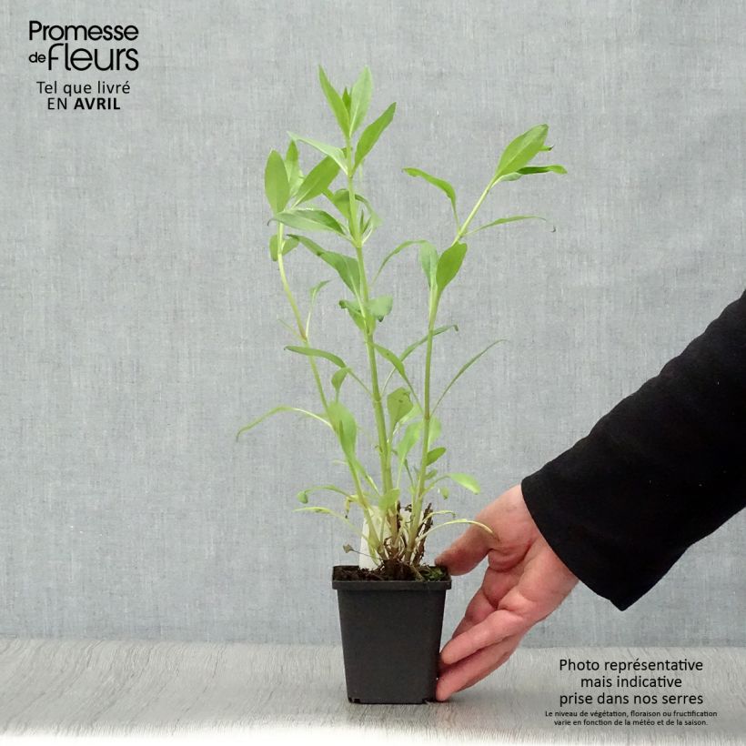 Centranthus ruber Coccineus - Valeriana rossa Vasetto da 8/9 cm esemplare consegnato in primavera