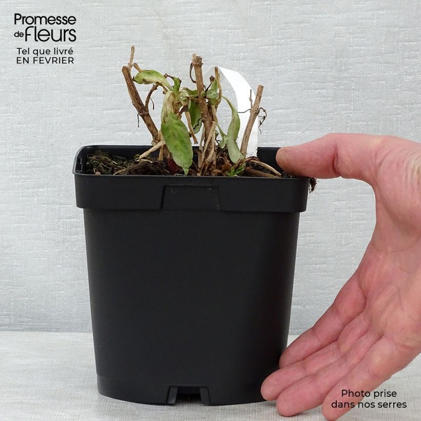 Centranthus ruber Coccineus - Valeriana rossa Vaso da 2L/3L esemplare consegnato in inverno