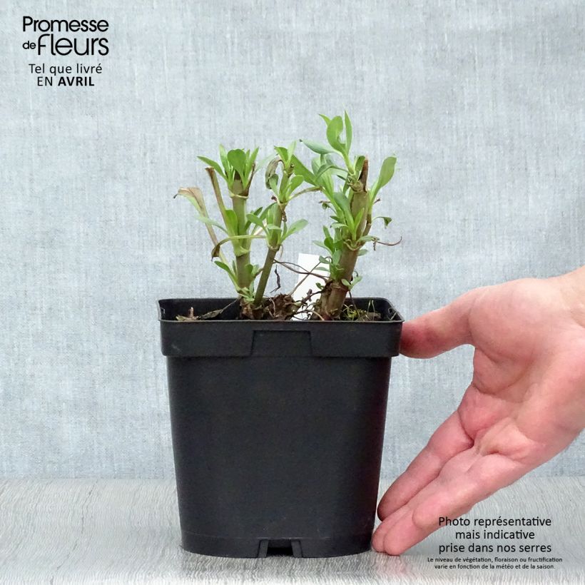 Centranthus ruber Coccineus - Valeriana rossa Vaso da 2L/3L esemplare consegnato in primavera