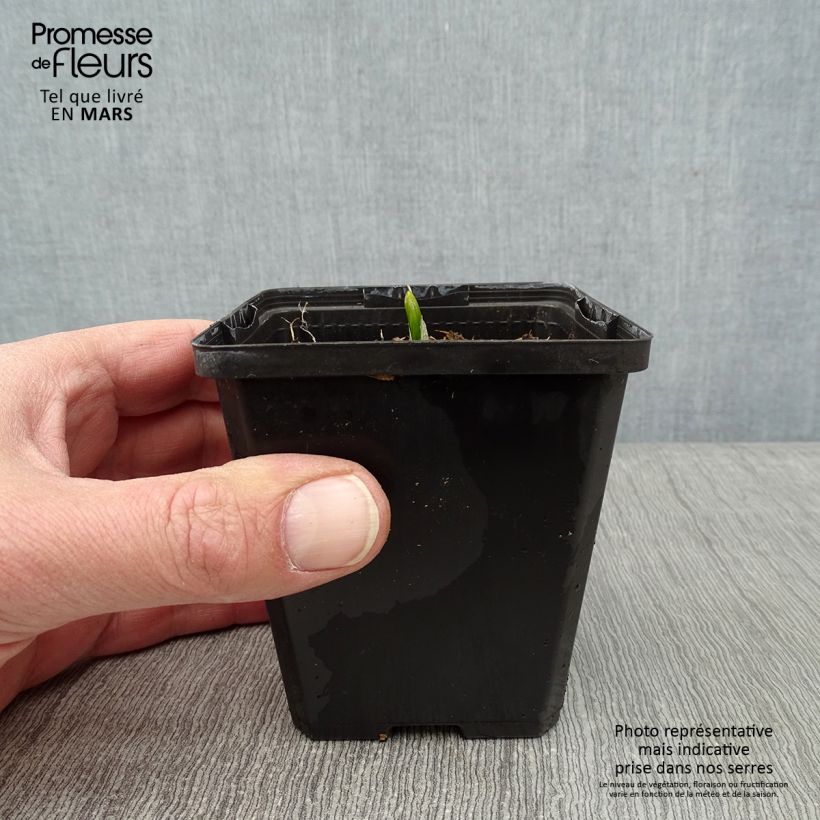 Veratrum nigrum - Veratro nero Vasetto da 8/9 cm esemplare consegnato in inverno