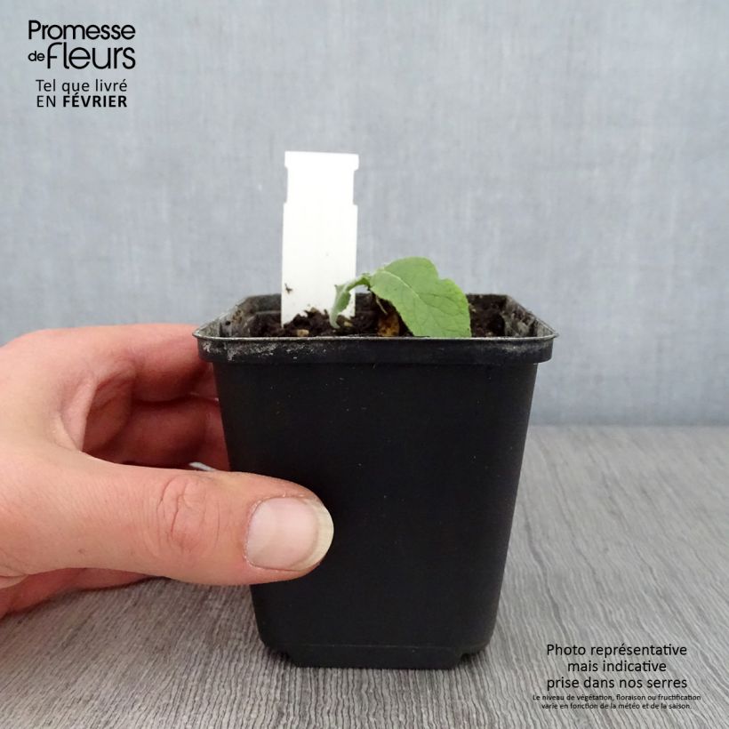 Verbascum Gainsborough - Verbasco Vasetto da 8/9 cm esemplare consegnato in inverno