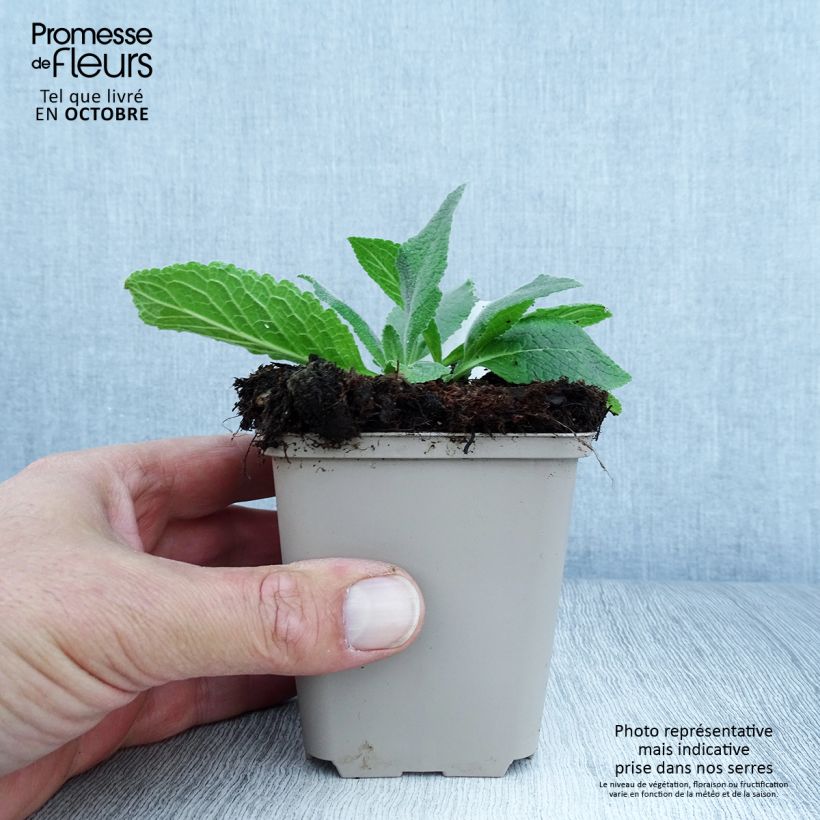 Esemplare di Verbascum Gainsborough - Verbasco Vasetto da 8/9 cm come consegnato in autunno