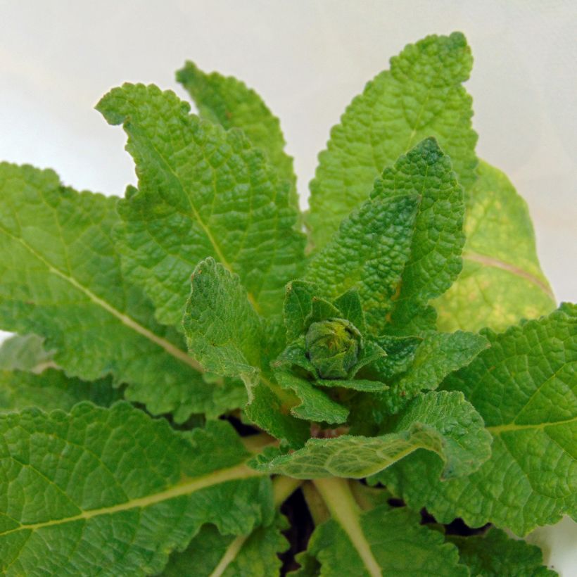Verbascum Cotswold Queen - Verbasco (Fogliame)