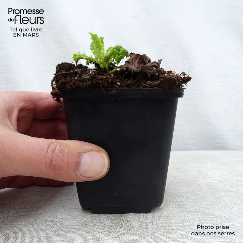 Verbascum Cotswold Queen - Verbasco Vasetto da 8/9 cm esemplare consegnato in primavera