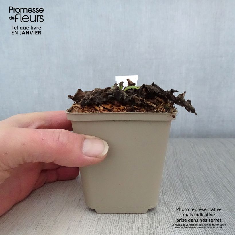 Verbascum Cotswold Queen - Verbasco Vasetto da 8/9 cm esemplare consegnato in inverno