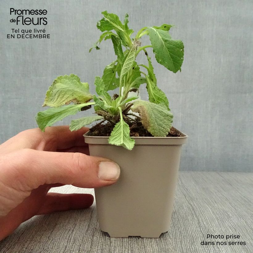 Verbascum Jackie - Verbasco Vasetto da 8/9 cm esemplare consegnato in inverno