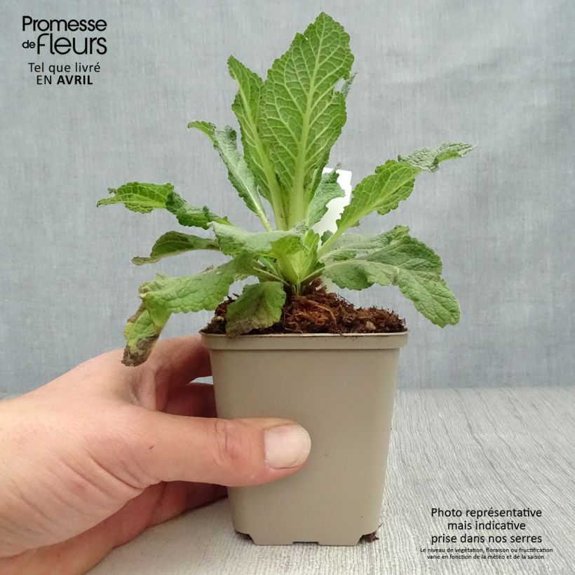 Verbascum Jackie - Verbasco Vasetto da 8/9 cm esemplare consegnato in primavera