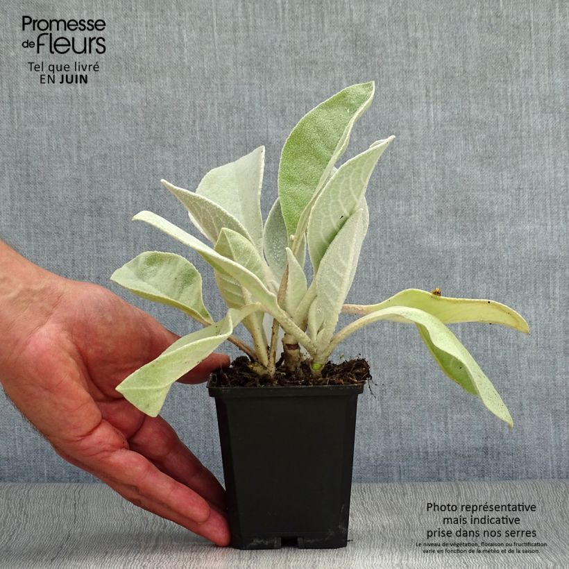 Esemplare di Verbascum bombyciferum Polarsommer Vasetto da 8/9 cm consegnato in estate