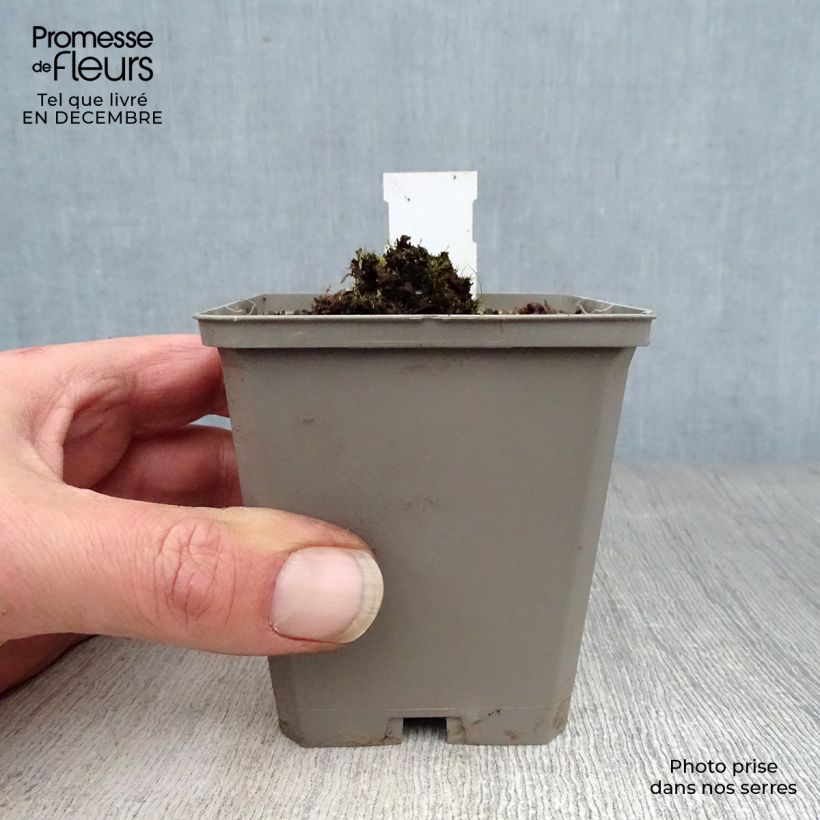 Verbascum Rosie - Verbasco Vasetto da 8/9 cm esemplare consegnato in inverno