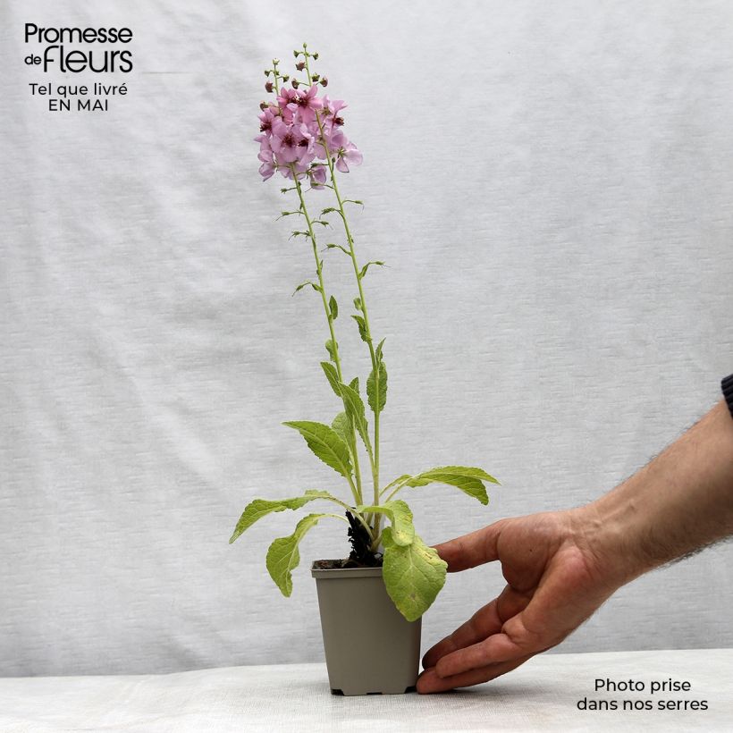 Verbascum Rosie - Verbasco Vasetto da 8/9 cm esemplare consegnato in primavera
