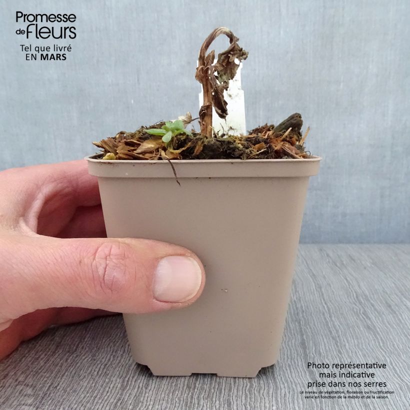 Verbascum Royalty - Verbasco Vasetto da 8/9 cm esemplare consegnato in primavera